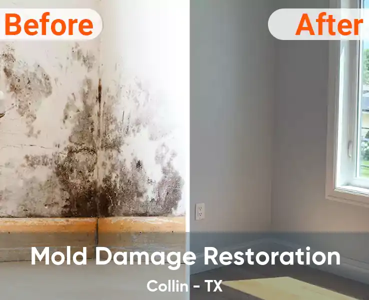  Mold Damage Restoration Collin - TX