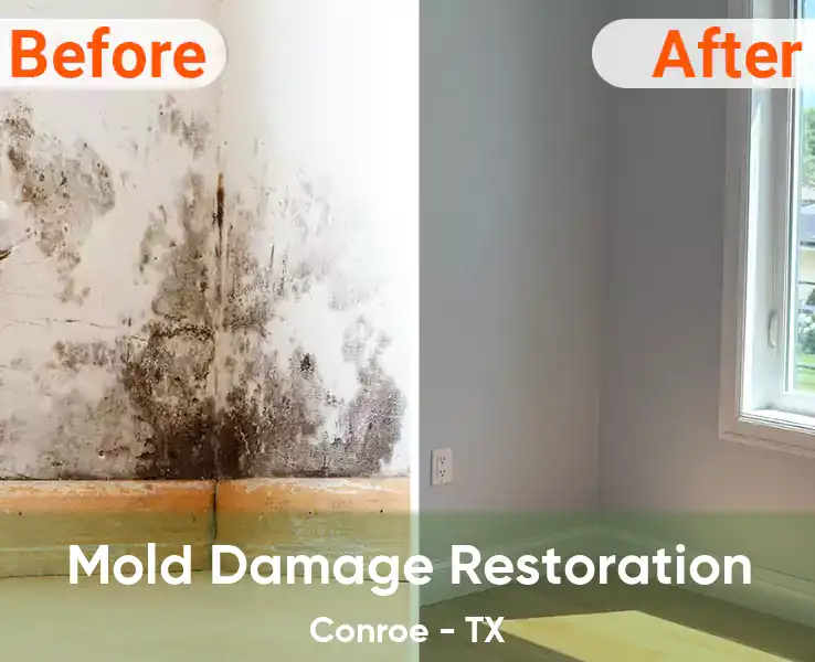  Mold Damage Restoration Conroe - TX