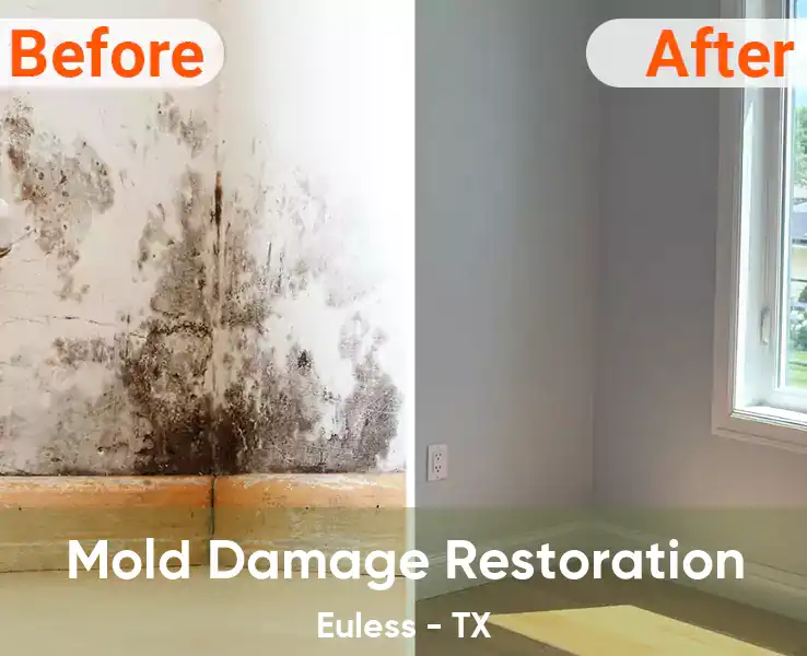  Mold Damage Restoration Euless - TX