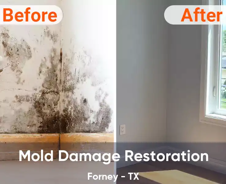  Mold Damage Restoration Forney - TX