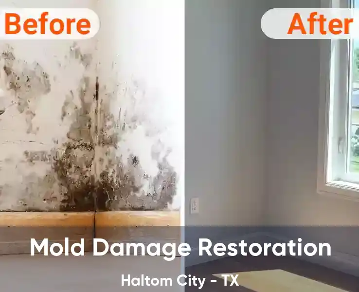  Mold Damage Restoration Haltom City - TX