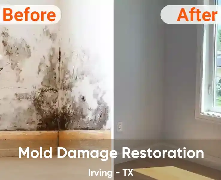  Mold Damage Restoration Irving - TX