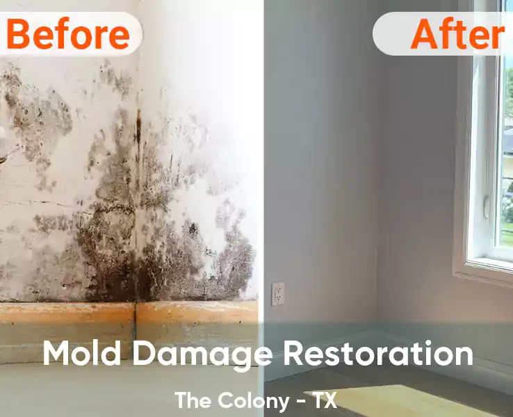 Mold Damage Restoration The Colony - TX