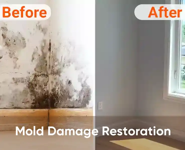  Mold Damage Restoration 