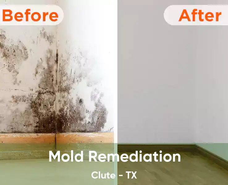  Mold Remediation Clute - TX