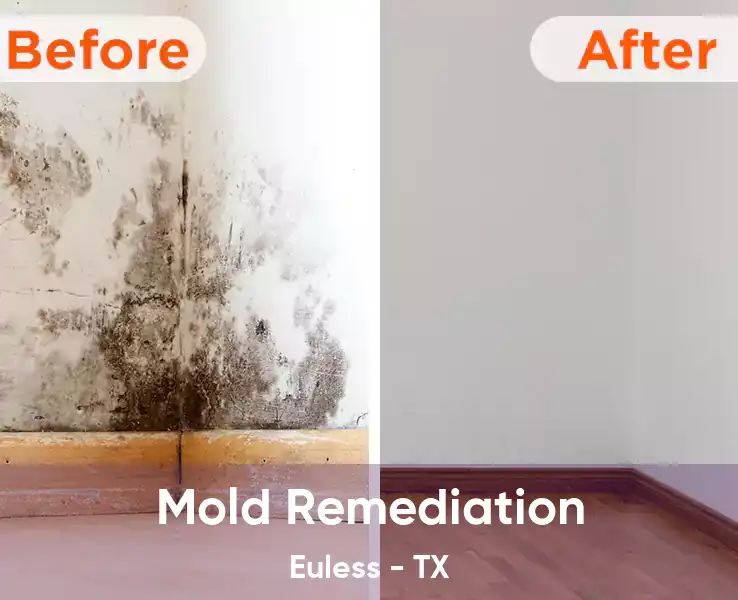  Mold Remediation Euless - TX