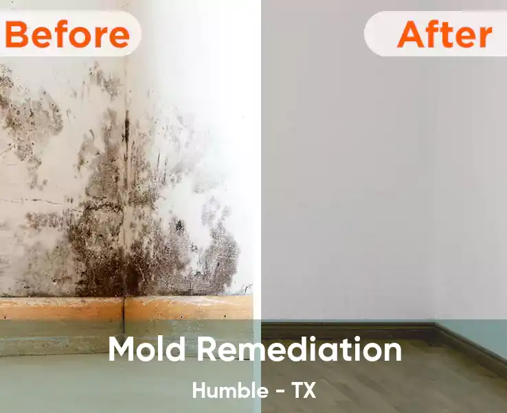  Mold Remediation Humble - TX