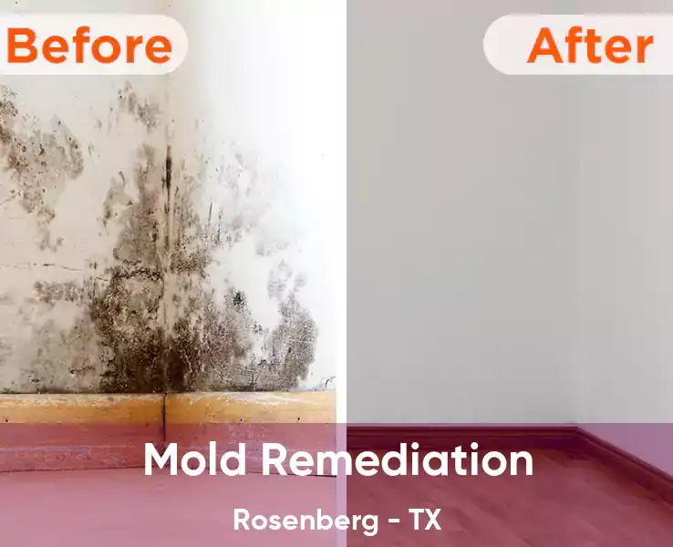  Mold Remediation Rosenberg - TX