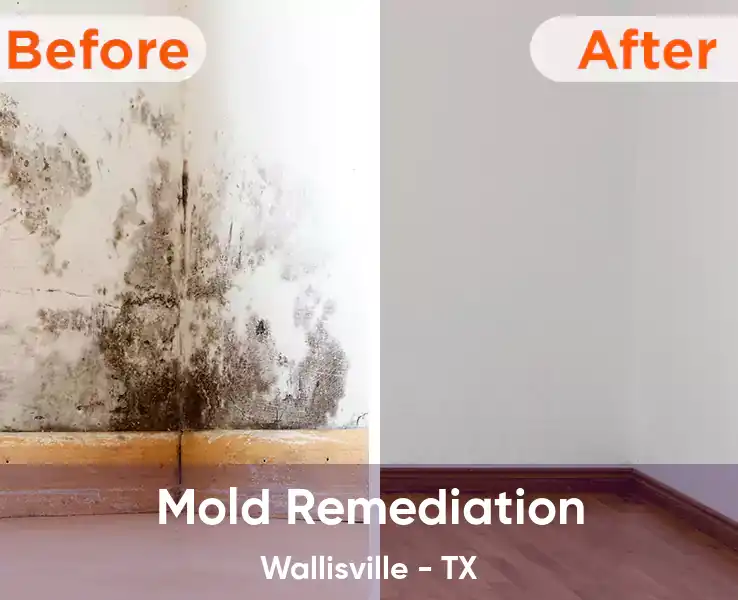  Mold Remediation Wallisville - TX