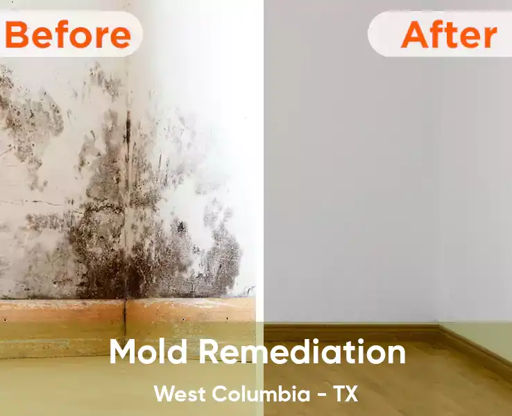  Mold Remediation West Columbia - TX