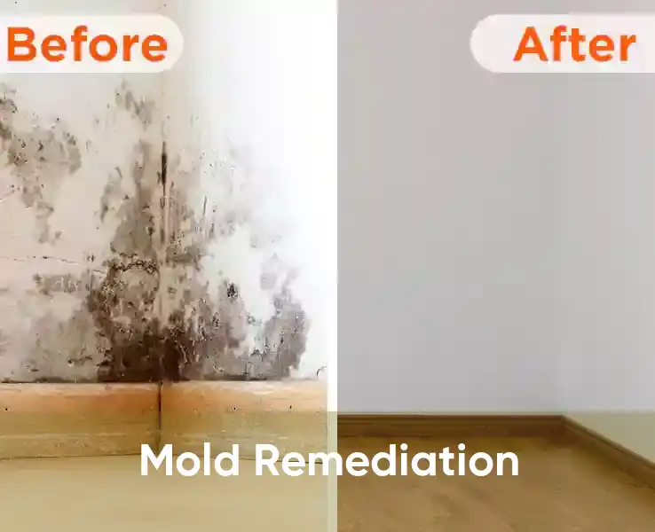  Mold Remediation 