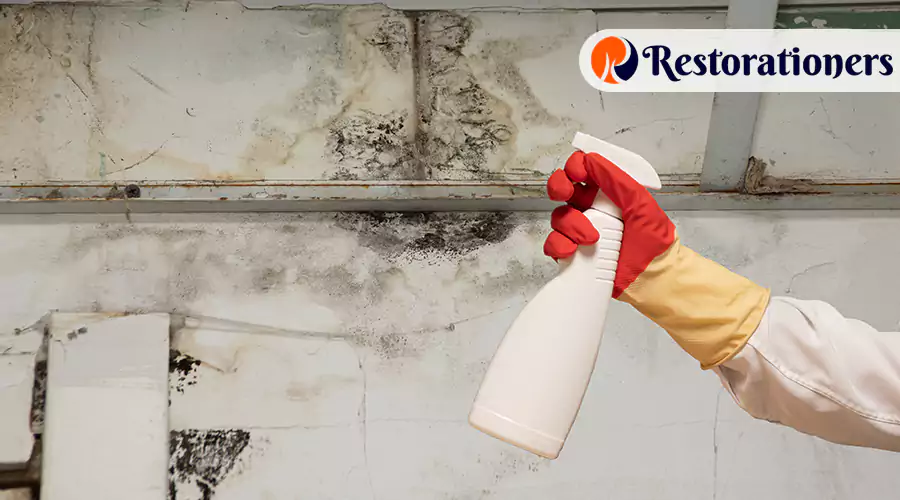 DIY vs Professional for Mold Prevention