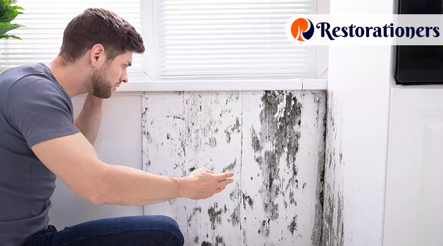 Common Locations Where They Thrive