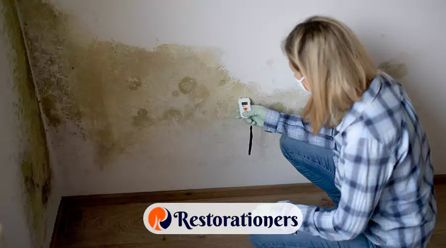 Mold vs. Mildew: What’s the Difference & Why It Matters