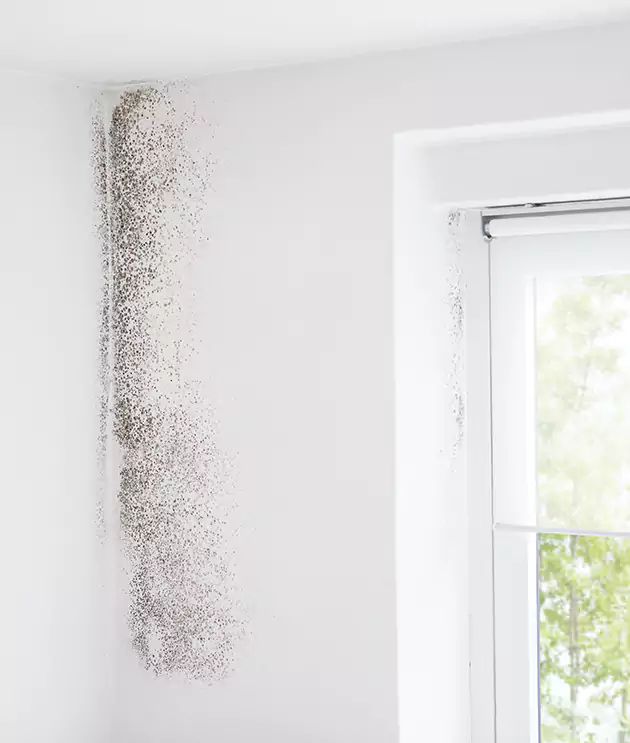 Mold Damage Restoration Cost in San Antonio, TX