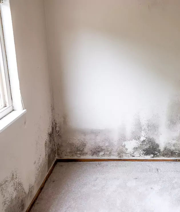 Mold Remediation Cost in San Antonio, TX