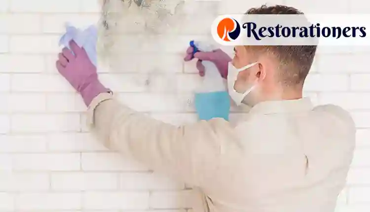 Best Mold Damage Restoration