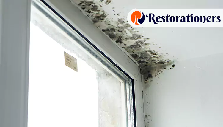 Our Mold Damage Restoration Services in San Antonio, TX